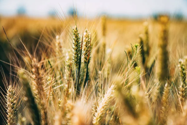 Gele Korrel Klaar Oogsten Een Akkerland Gezond Voedselconcept — Stockfoto