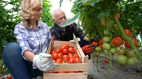 Счастливая Семья Выращивает Органические Овощи Здоровую Пищу Ферме Теплице — стоковое фото