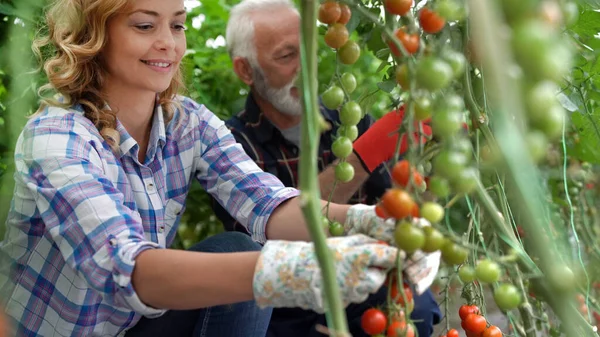 Keluarga Bahagia Menanam Sayuran Organik Peternakan Konsep Pangan Organik Yang — Stok Foto