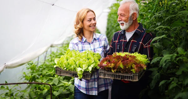 Família Feliz Cultivando Vegetais Orgânicos Fazenda Conceito Alimentos Orgânicos Saudáveis — Fotografia de Stock