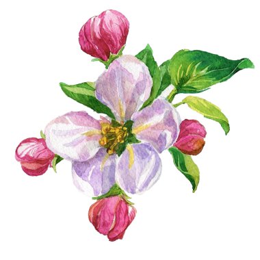 suluboya bahar çiçekleri