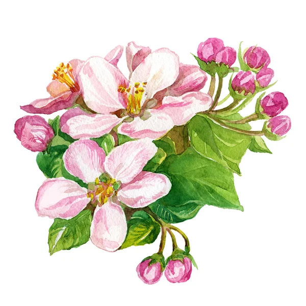 수채화 물감 봄 꽃 — 스톡 사진