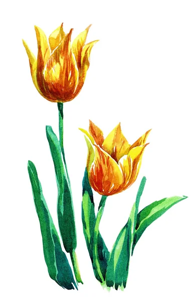 Flores de primavera - tulipanes . —  Fotos de Stock