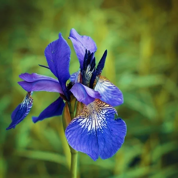 Fleurs de printemps - iris . — Photo