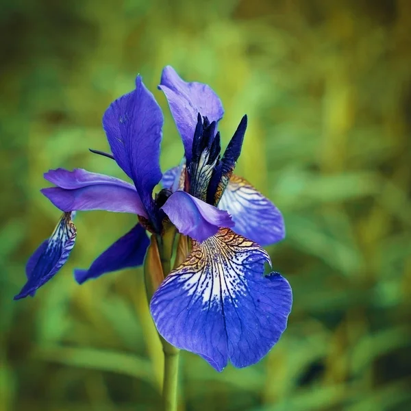 Frühlingsblumen - Schwertlilien. — Stockfoto