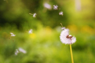 Karahindiba çim uçan. 