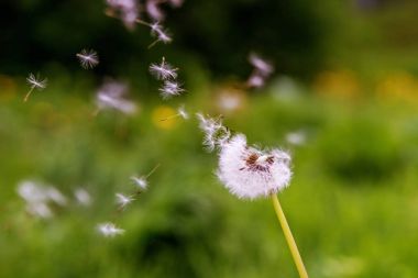 Karahindiba çim uçan. 