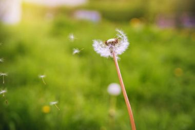 Karahindiba çim uçan. 