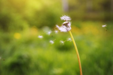 Karahindiba çim uçan. 