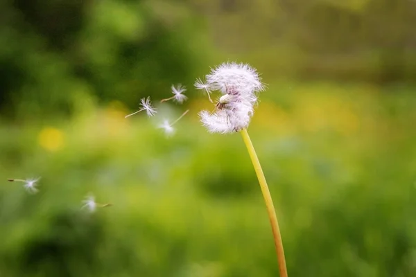 Flying dandelion in the grass.