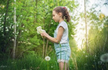 Kız çocuk kabarık beyaz dandelions uzun otların içinde toplar.