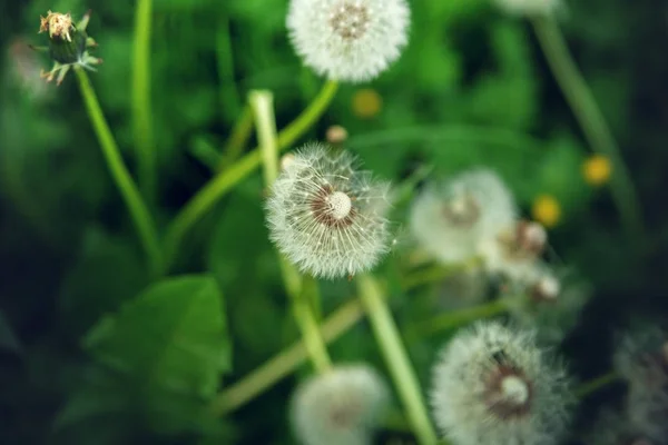 Diente de león esponjoso blanco en hierba verde . — Foto de Stock