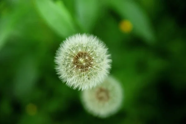 緑の芝生に白いふわふわのタンポポ. — ストック写真