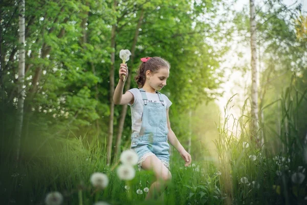 The child girl collects fluffy white dandelions in the tall grass. — Stock Photo, Image