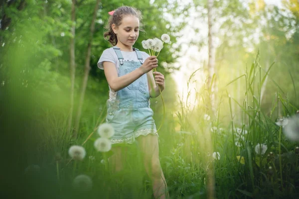 The child girl collects fluffy white dandelions in the tall grass. — Stock Photo, Image