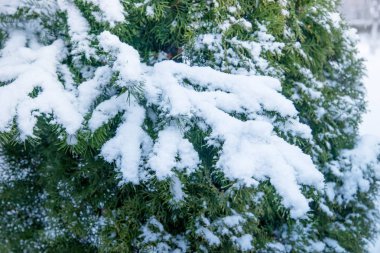 Ladin dallarda kış aylarında kar.