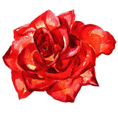 Suluboya arka plan gül boyalı .