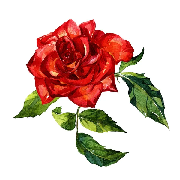 Rose Arte Pintada Aquarela — Fotografia de Stock