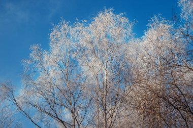 Kış ağaçları buzla kaplıdır..