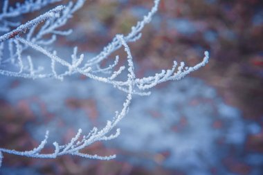 Bir kış alan bitkilerde frost ile kaplı