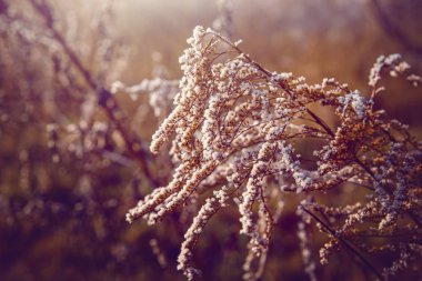 Bir kış alan bitkilerde frost ile kaplı