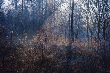 Kış orman içinde güneşin ışınları tarafından alan yaktı.