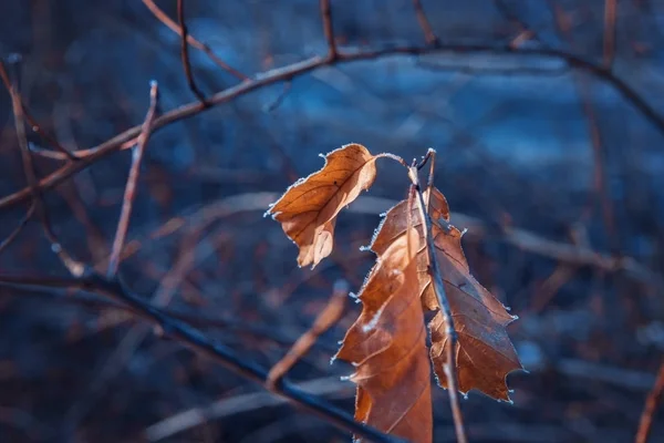 Frost Auf Blättern Und Zweigen Winter — Stockfoto