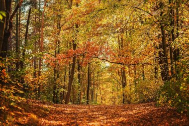 Sonbahar ormanında yol.