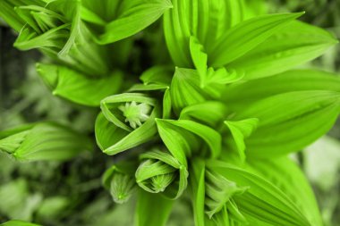 Bahar ormanında taze yeşil yapraklar.