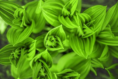 Bahar ormanında taze yeşil yapraklar.