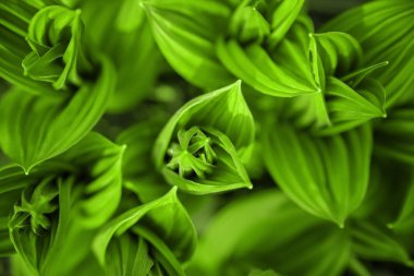 Bahar ormanında taze yeşil yapraklar.