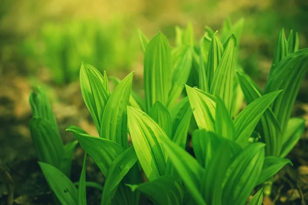 Foglie Verdi Fresche Nella Foresta Primaverile — Foto Stock