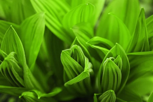 Νωπά Πράσινα Φύλλα Στο Εαρινό Δάσος — Φωτογραφία Αρχείου