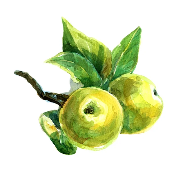 Μήλα Ένα Υποκατάστημα Ζωγραφισμένα Χρώματα Ακουαρέλας — Φωτογραφία Αρχείου