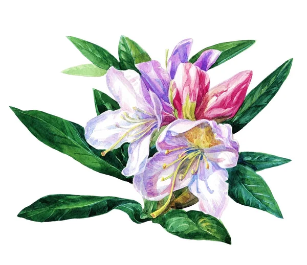 Υποκατάστημα Λουλούδια Του Αζαλέες Χειροποίητη Ακουαρέλα — Φωτογραφία Αρχείου