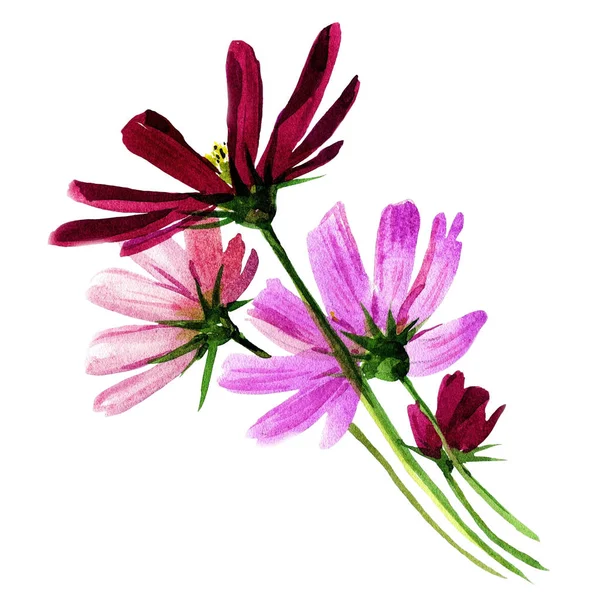 Kosmos Blumen Aquarell Isoliert Auf Weißem Hintergrund — Stockfoto