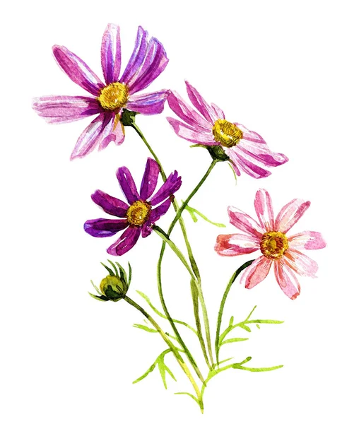 Kosmos Květiny Akvarel Izolovaných Bílém Pozadí — Stock fotografie