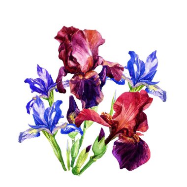 Suluboya boyalı süsen buket.