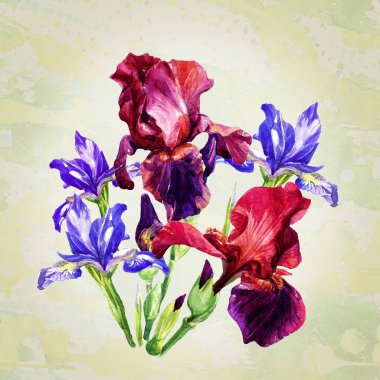 Suluboya boyalı süsen buket.