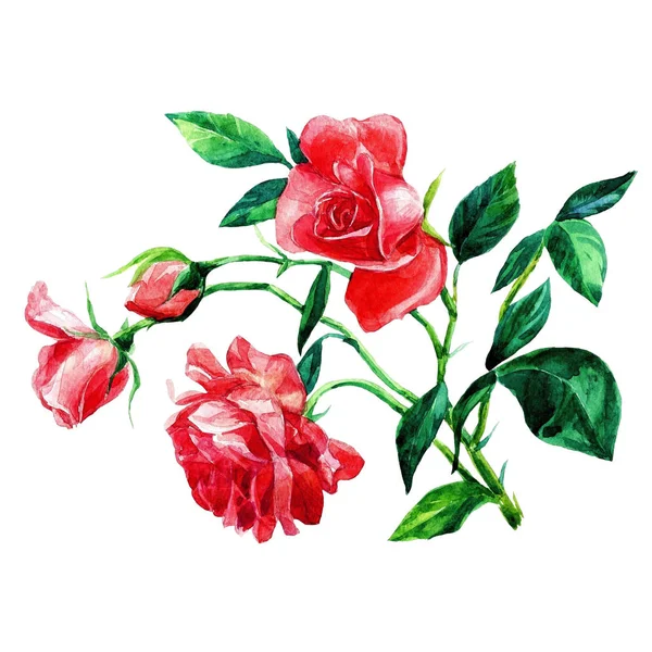 Rosas Ramo Aquarela — Fotografia de Stock