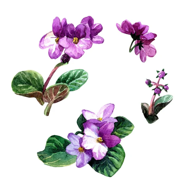 Floral Senpolia Σύνολο Βαμμένη Υδρόχρωμα — Φωτογραφία Αρχείου