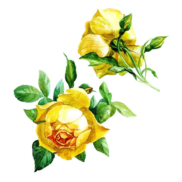 Set Two Yellow Roses Isolated White Background Painted Watercolor — Stock Photo, Image