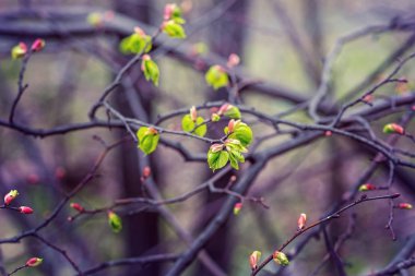 İlk yeşil yaprakları ilkbaharda.