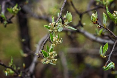 İlk yeşil yaprakları ilkbaharda.