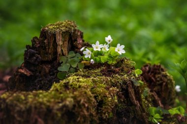 The first spring flowers in the forest. clipart