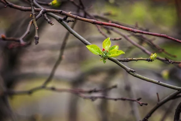 Primeiras Folhas Verdes Primavera — Fotografia de Stock