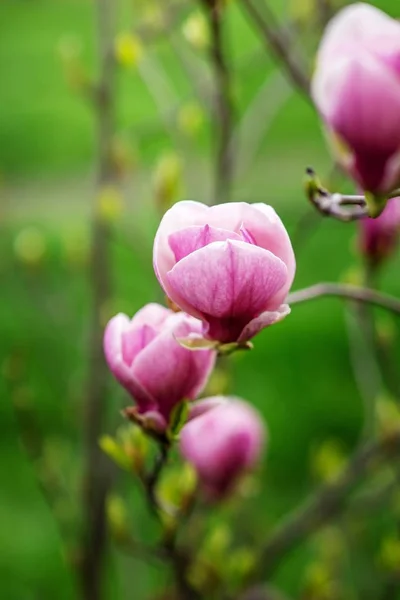 Ramo Uma Magnolia Rosa Florescente — Fotografia de Stock