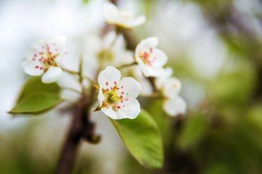 Bahar bahçe armut dalda çiçekler.