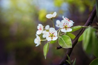 Bahar bahçe armut dalda çiçekler.