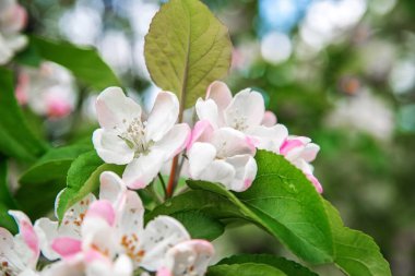 Bahar bahçe çiçek elma ağaçlarında.